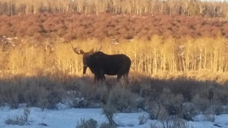A moose stands in a snowy field with trees in the background.