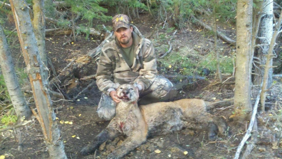 A hunter kneels with a harvested mountain lion in a forest.