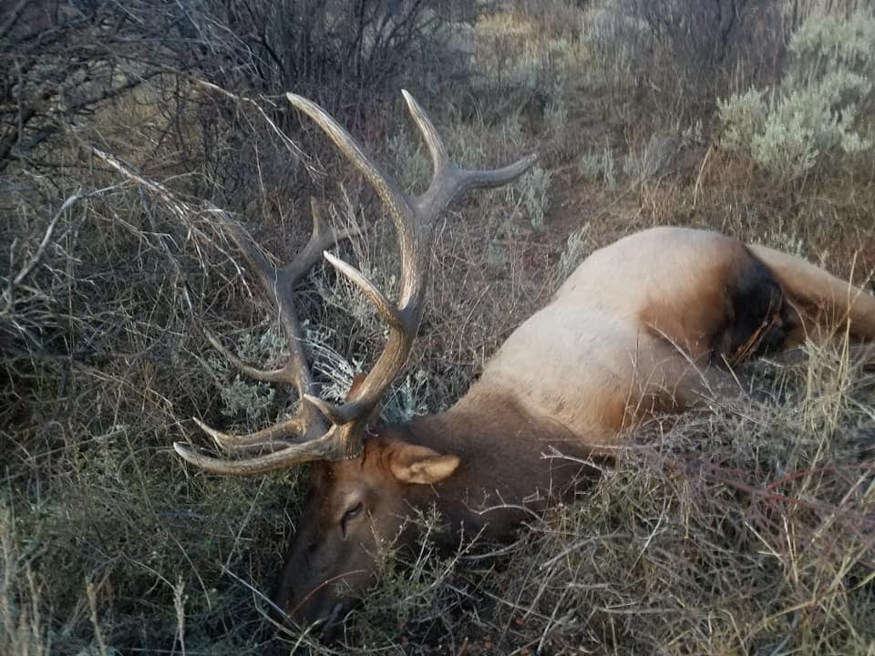 A harvested elk lies in the brush.