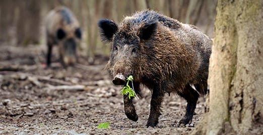 Wild boars on the preserve at Caryonah Hunting Lodge