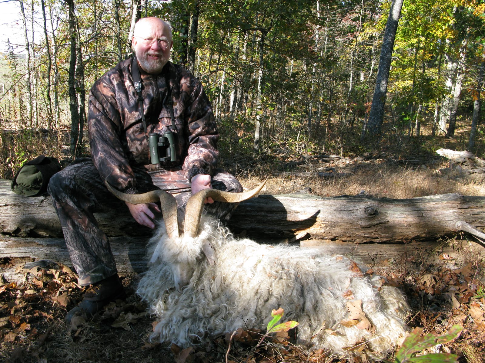 A hunter in camouflage sits next to a harvested Angora goat in a wooded area.