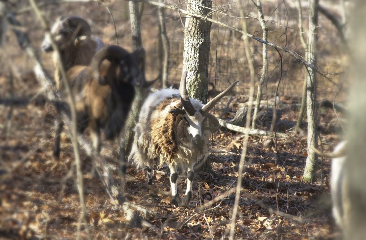 Several rams, possibly Corsican or Texas Dall, are seen standing among trees and fallen leaves in a wooded area.