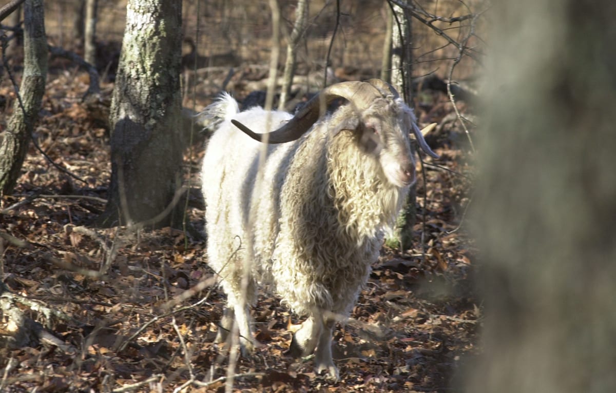 An angora goat stands in a wooded area with trees and fallen leaves.