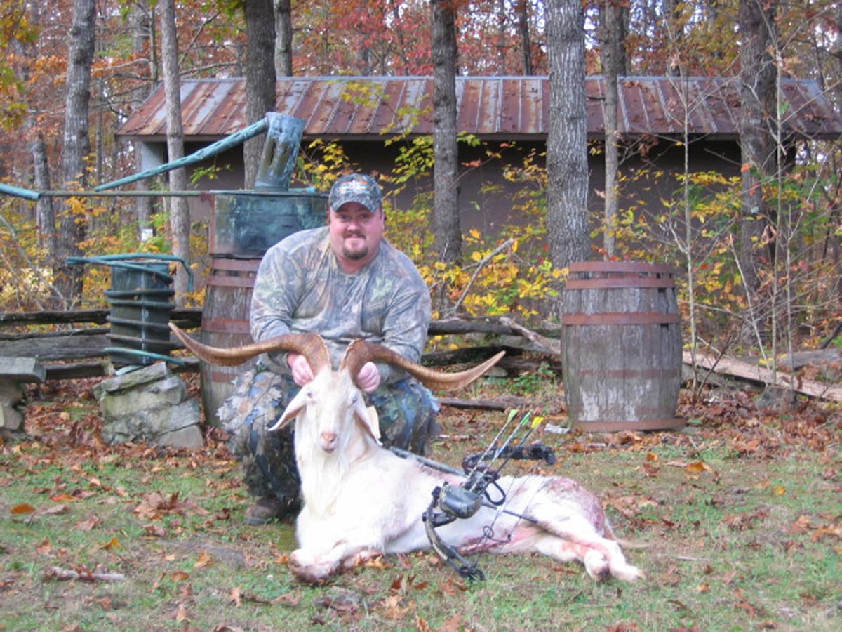 A man in camouflage poses with a harvested Angora goat and a bow in a wooded area.