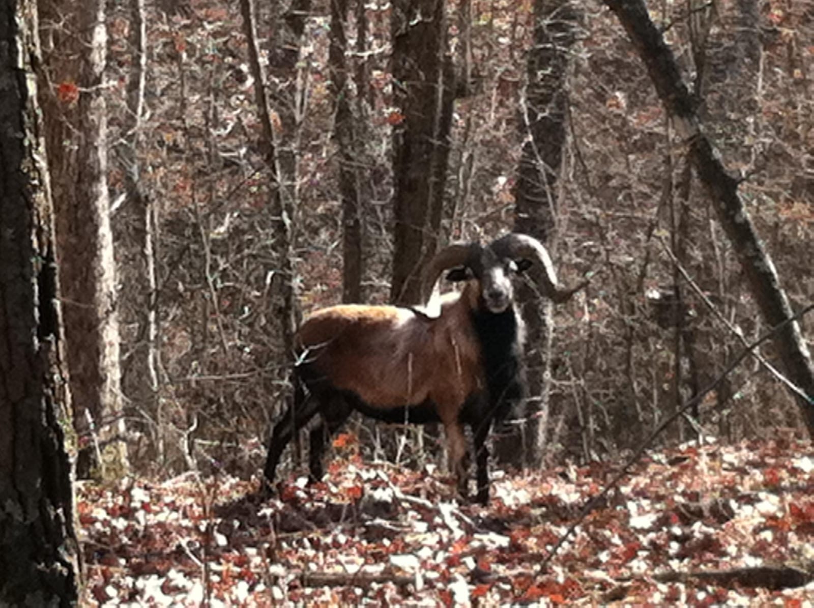 A Corsican ram stands in a forest with fallen leaves on the ground.