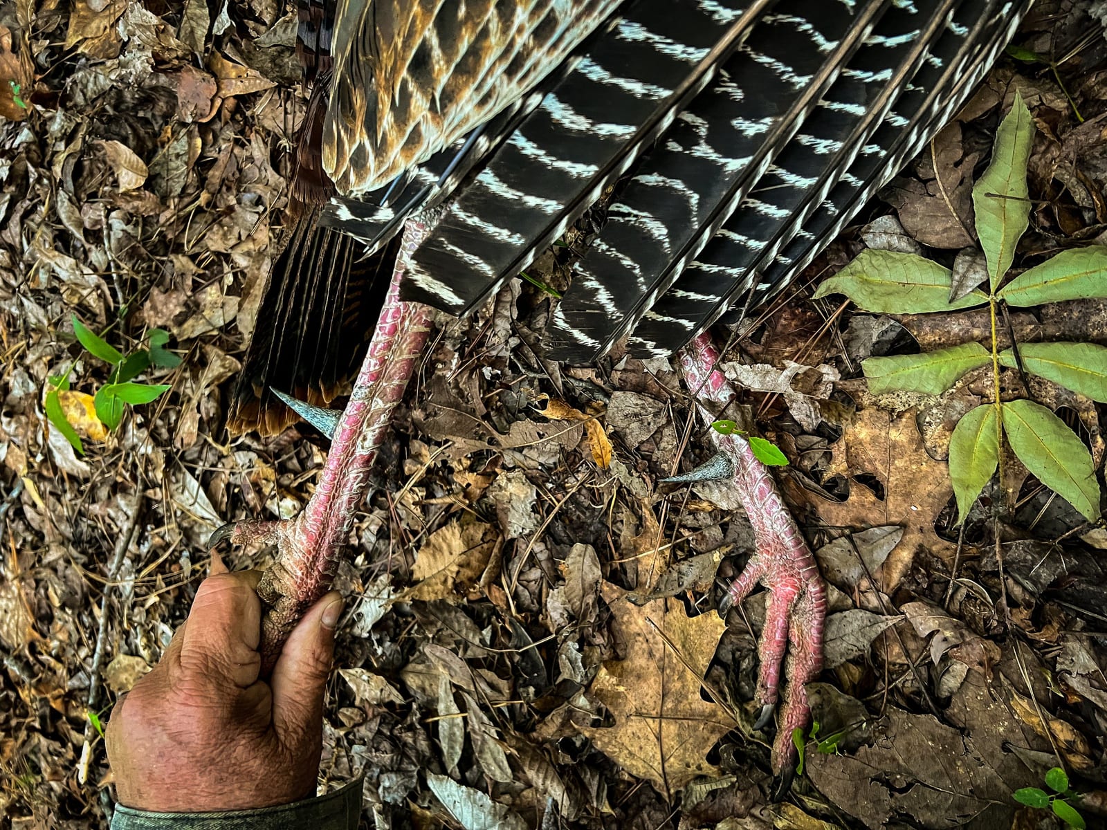 caseys-hunting-camp-turkey