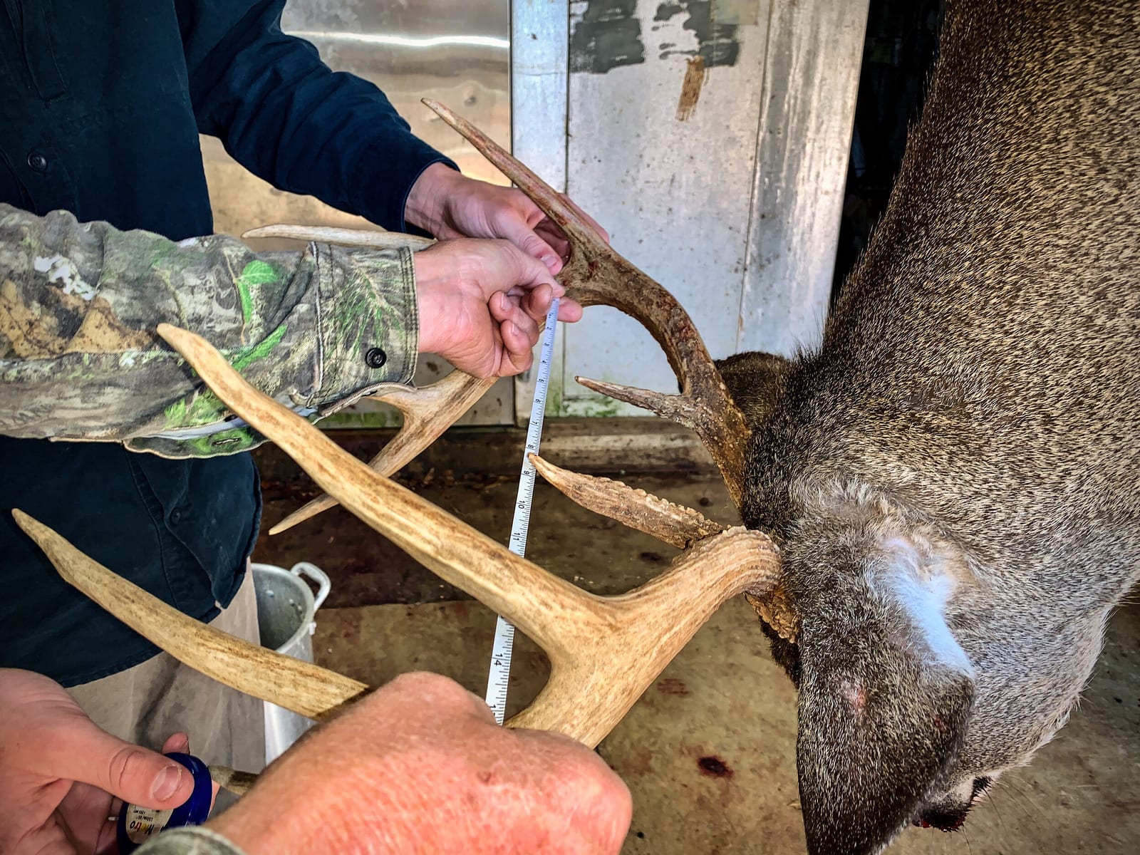 Two people are measuring the antlers of a harvested whitetail deer.