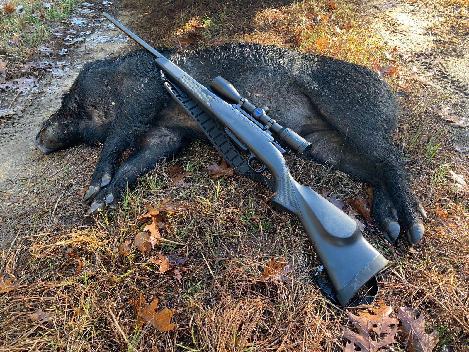 A dead wild boar lies on the ground with a rifle resting on its back.