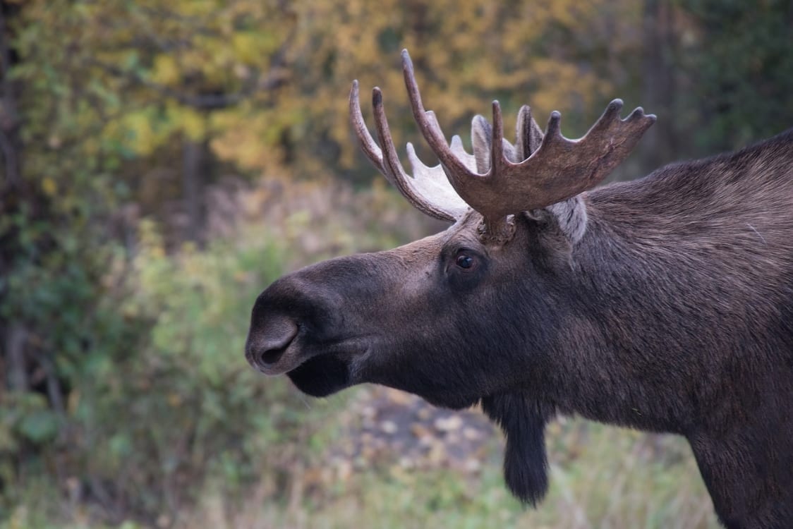Bull Moose
