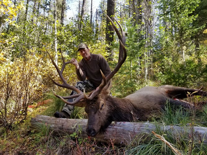 A hunter poses with a harvested elk in a forest.