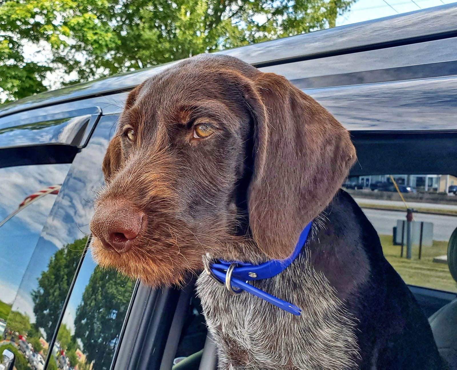A brown and grey wire-haired dog with a blue collar looks out of a car window.