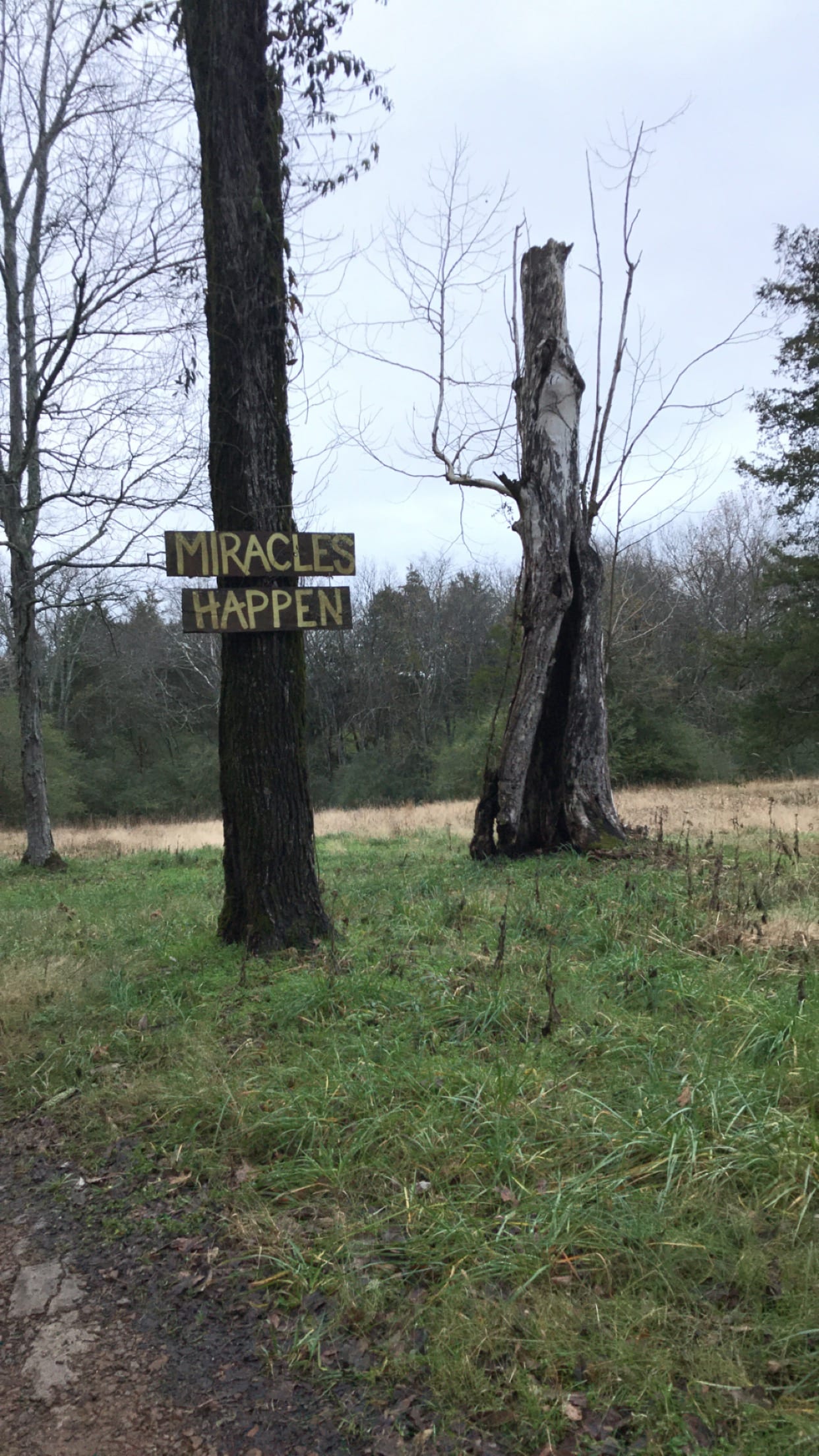 A wooden sign reading "MIRACLES HAPPEN" is attached to a tree in a grassy field with other trees in the background.
