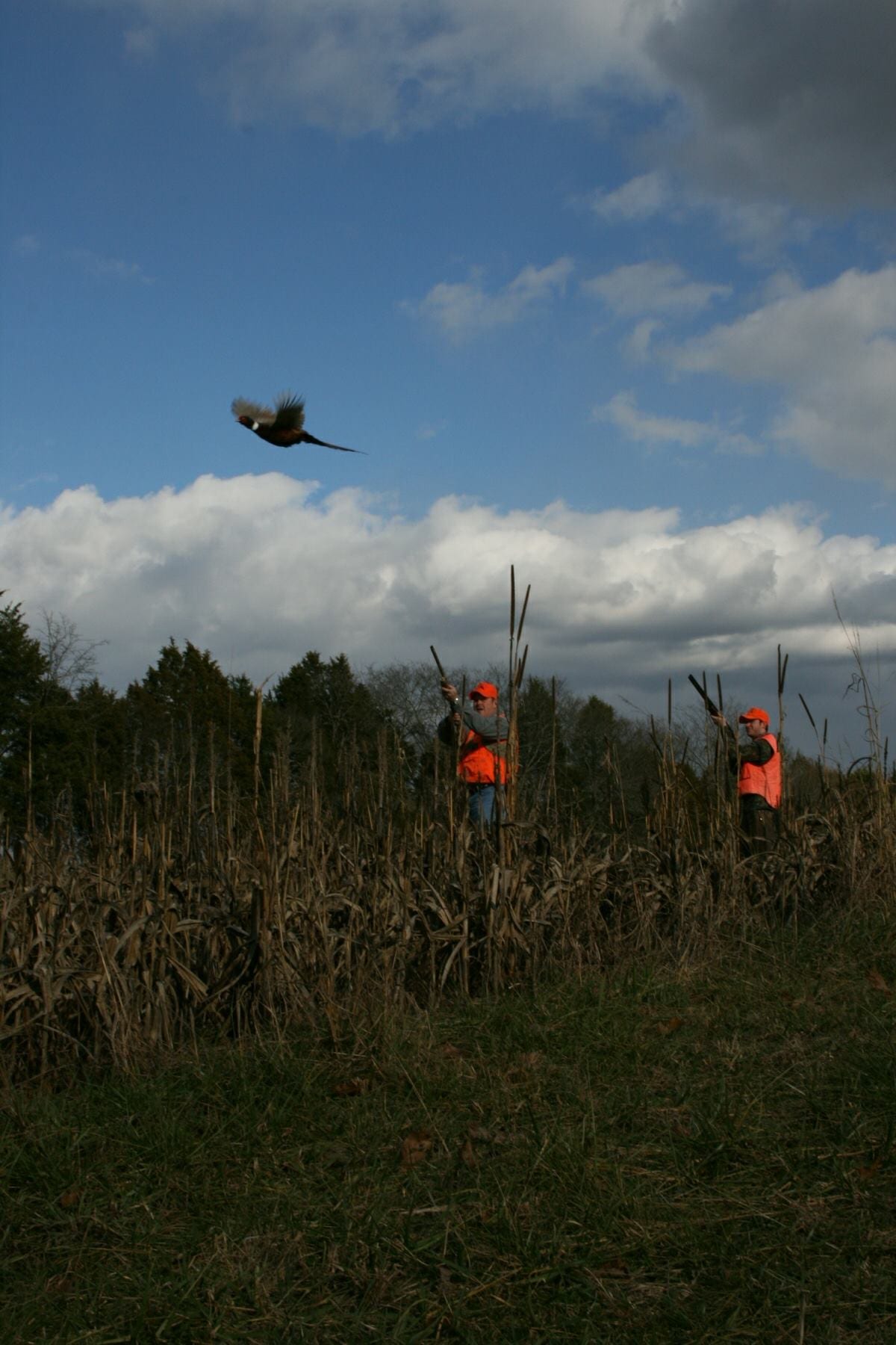 Two hunters in orange vests aim shotguns at a pheasant flying over a field of tall dry grass under a partly cloudy sky.