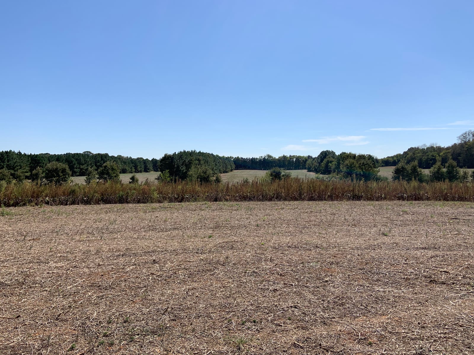 A wide view of a field with dry grass in the foreground, a line of taller brown plants, and a distant treeline under a clear blue sky.