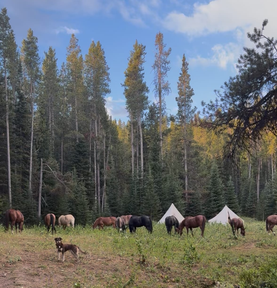 Horses graze near two tents in a forested camp with a dog in the foreground.