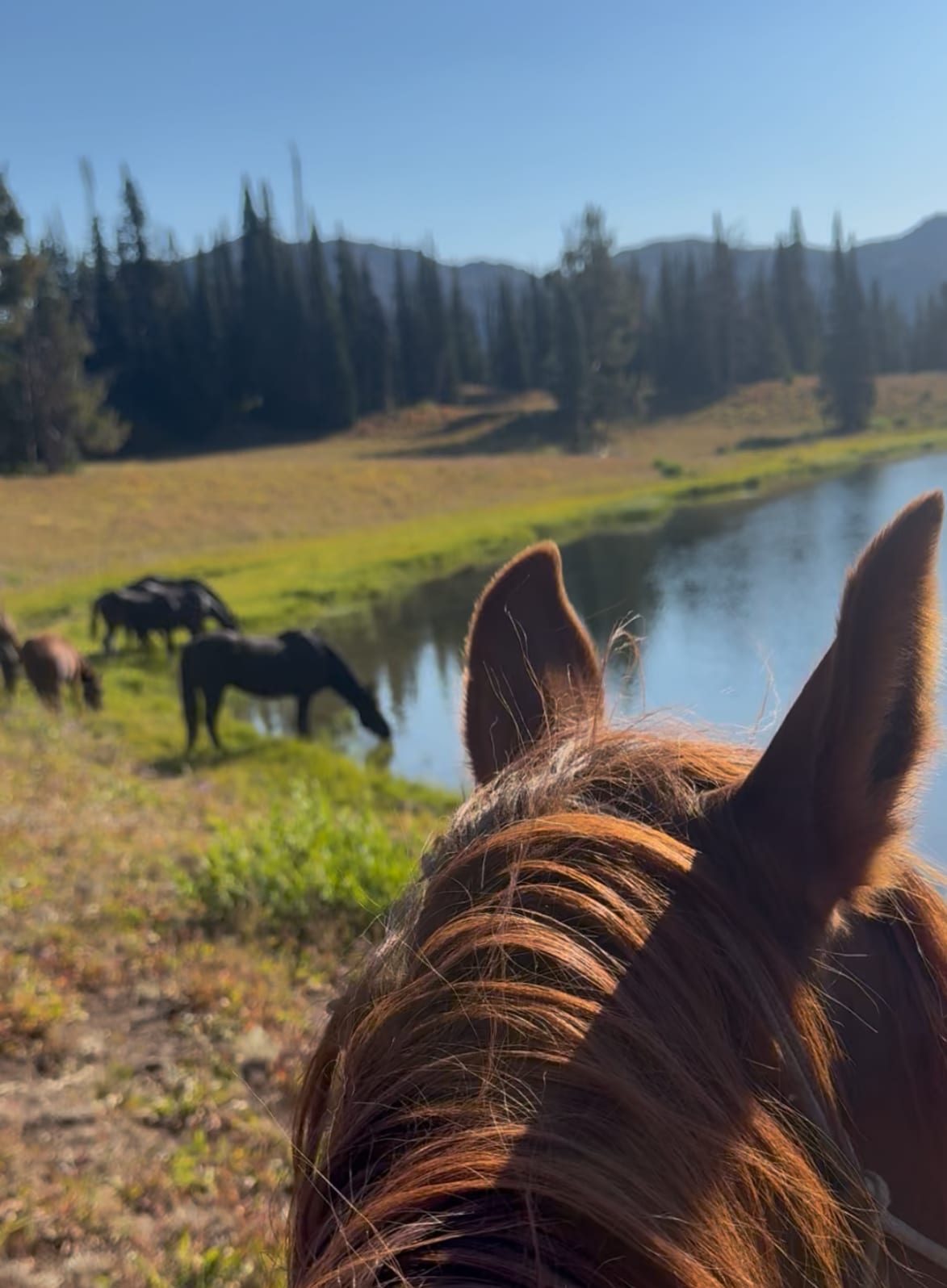 A view from horseback shows several horses drinking from a pond with trees and mountains in the background.