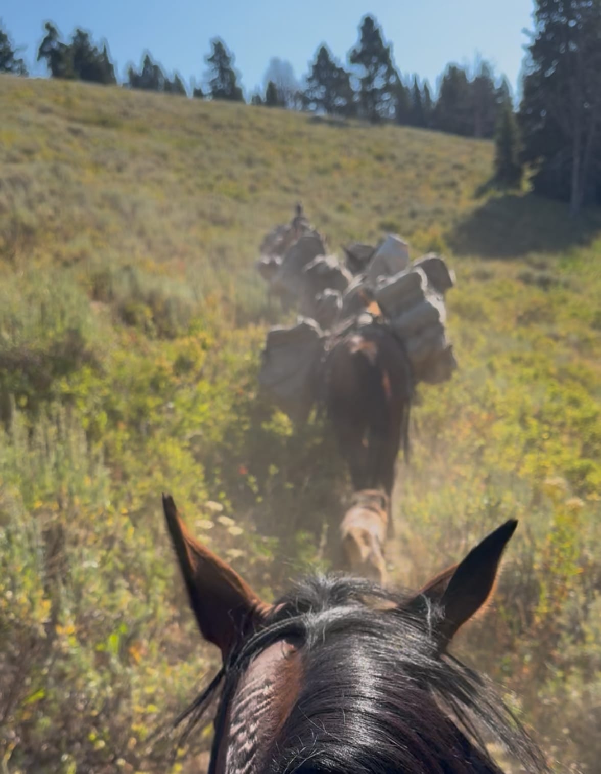 A view from horseback shows a string of packed mules ascending a grassy hill towards a treeline.