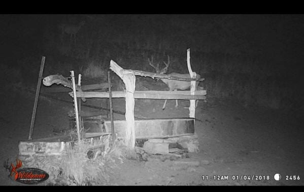 A mule deer stands behind a wooden structure at night, captured by a trail camera.