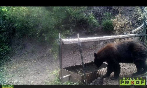 A black bear stands next to a water trough in a wooded area.