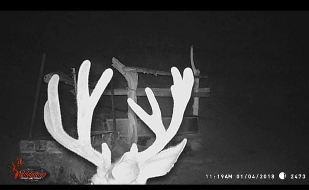 A mule deer with large antlers is captured by a trail camera at night.