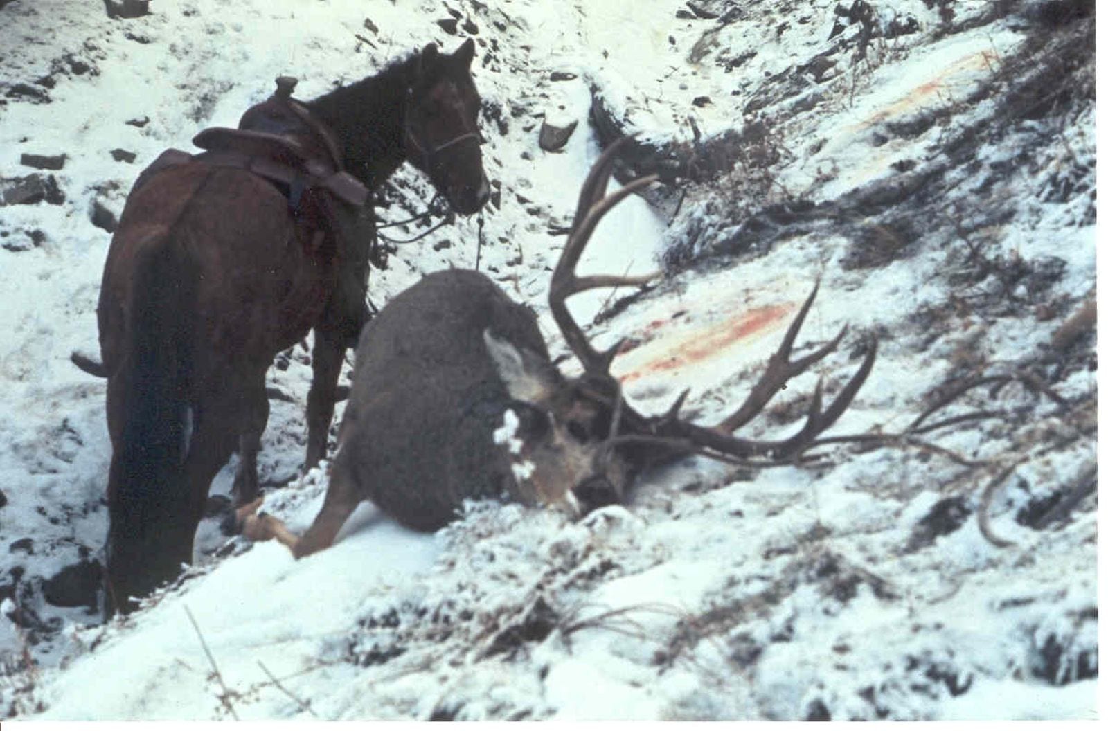 Guido Rahr Mule Deer