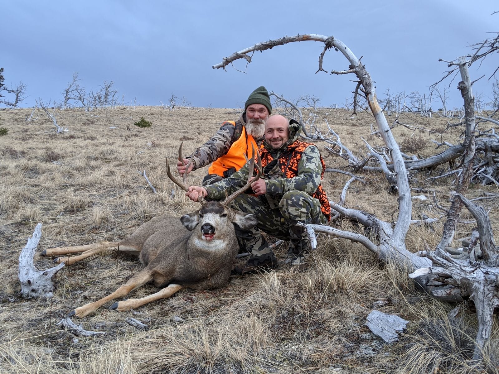 Rocky Mountain Front mule deer
