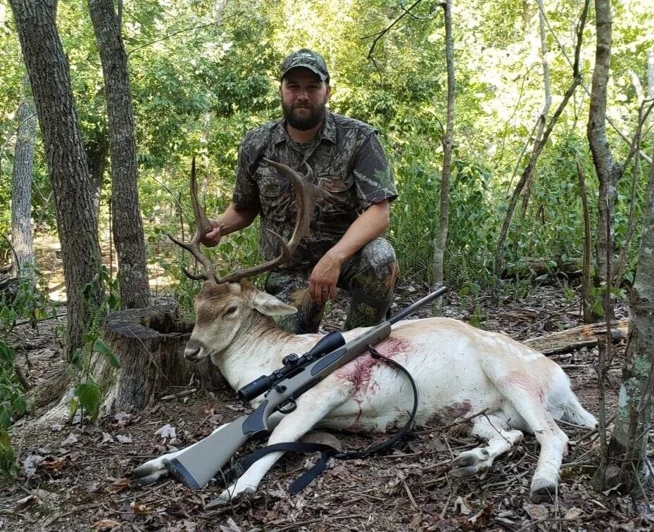 Fallow deer taken on an early-season rifle hunt