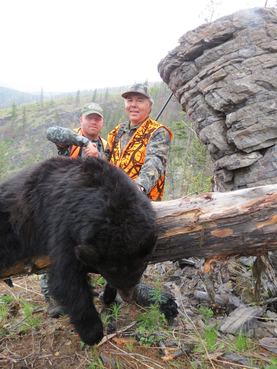 black bear hunting montana