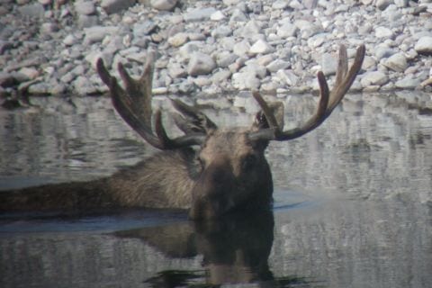 Moose Scouting