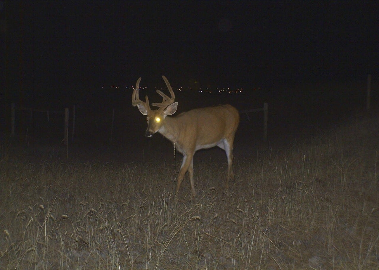 Montana whitetail deer