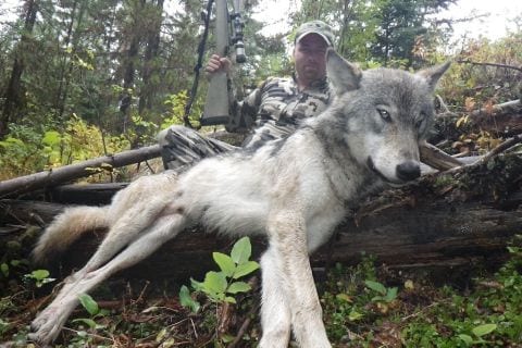 Best Montana Wolf Hunts