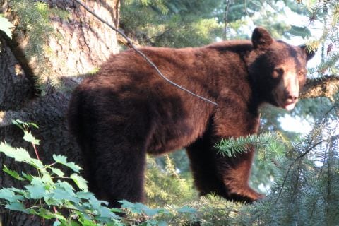 Black Bear Hunts