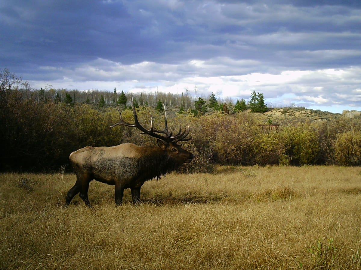 Colorado Guided Elk Hunts