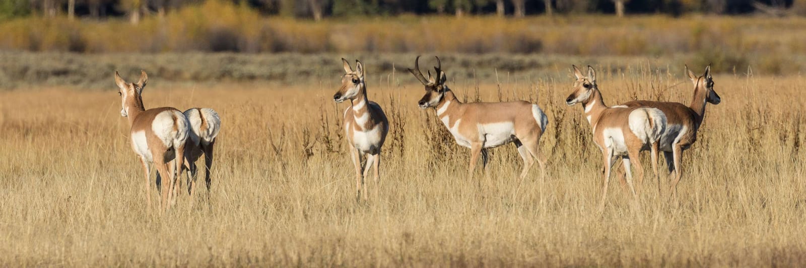 Four pronghorn stand in a grassy field.