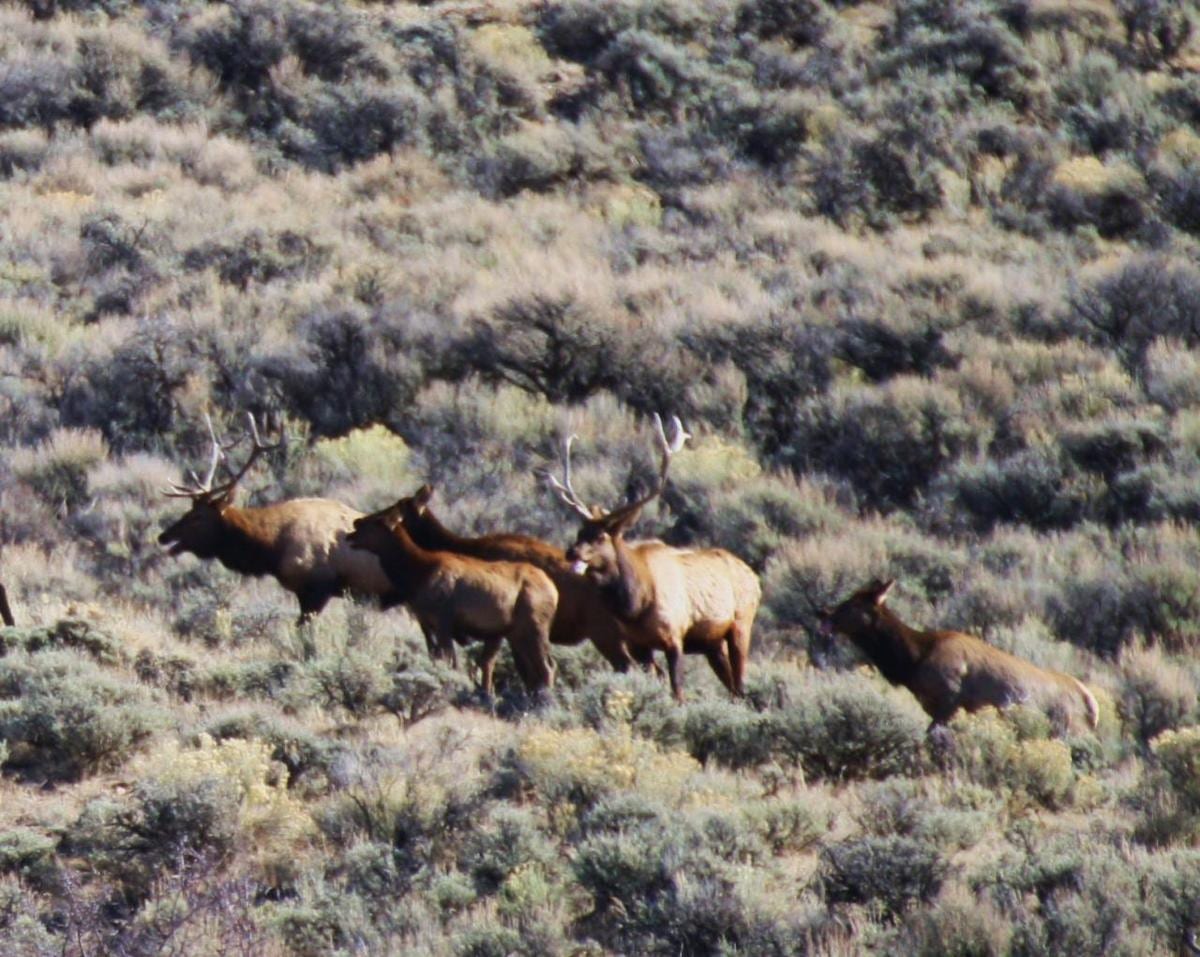 Colorado Hunting 28
