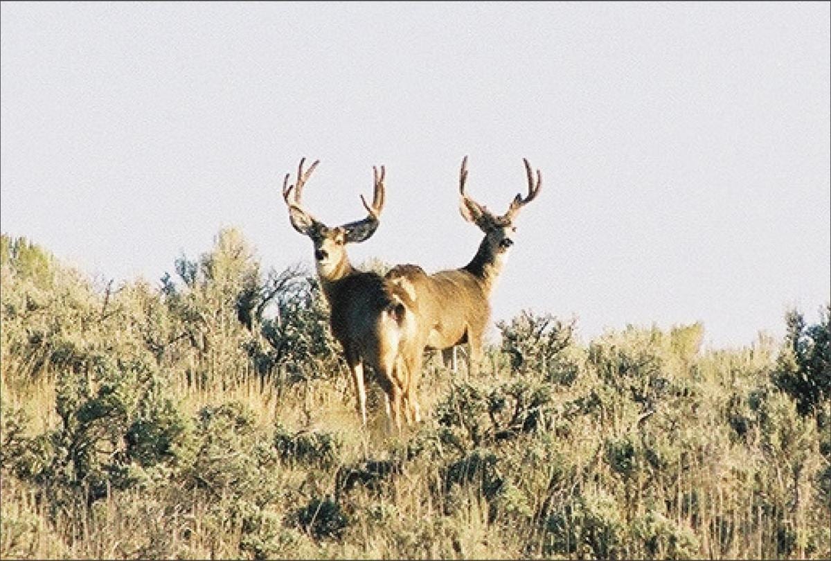 Colorado Hunting 29