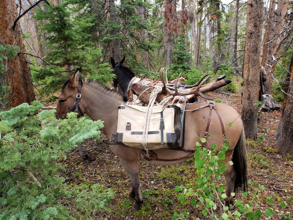 Mules packed with harvested elk antlers are standing in a forest.