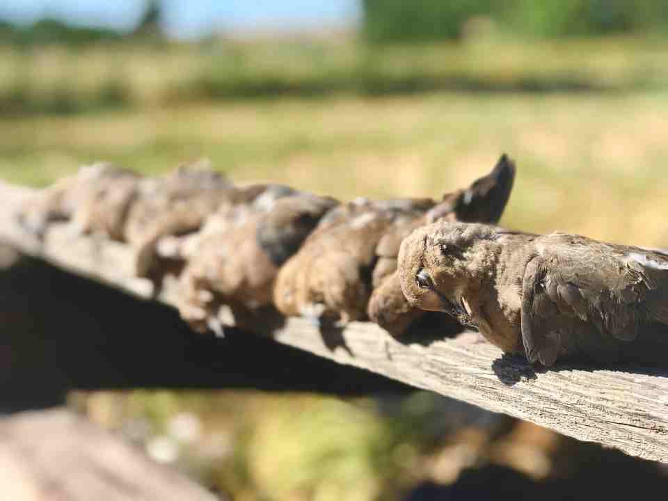Dove Hunting Outfitter in California