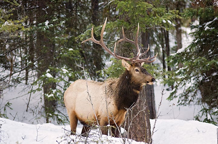 An elk stands in a snowy forest.