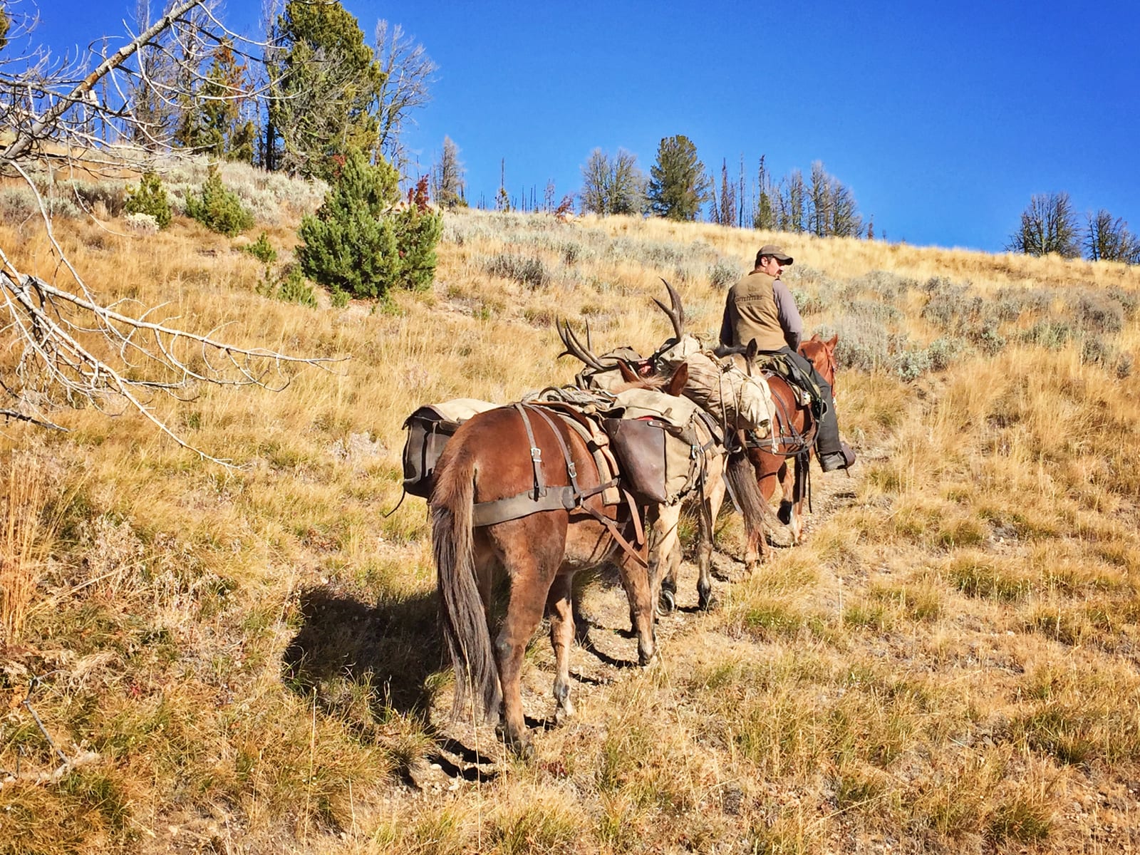 A hunter on horseback leads pack animals carrying an elk carcass up a grassy hill under a clear blue sky.