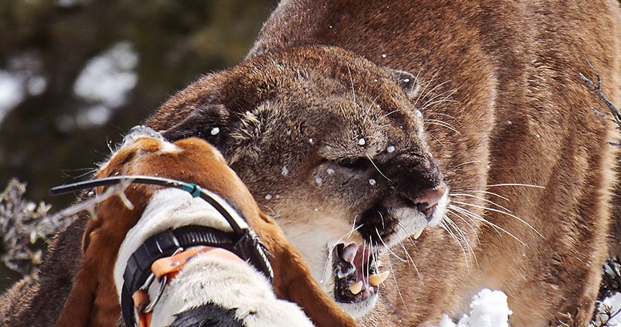 A hunting dog confronts a snarling mountain lion in a snowy environment.