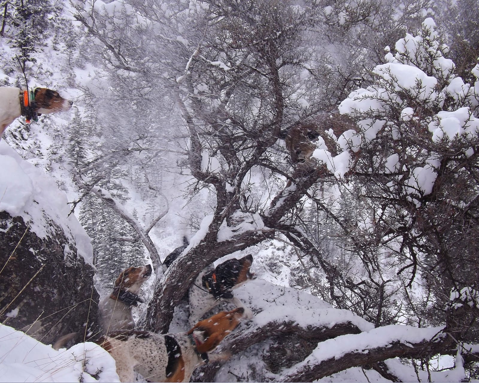 Hunting dogs in a snowy, wooded landscape.