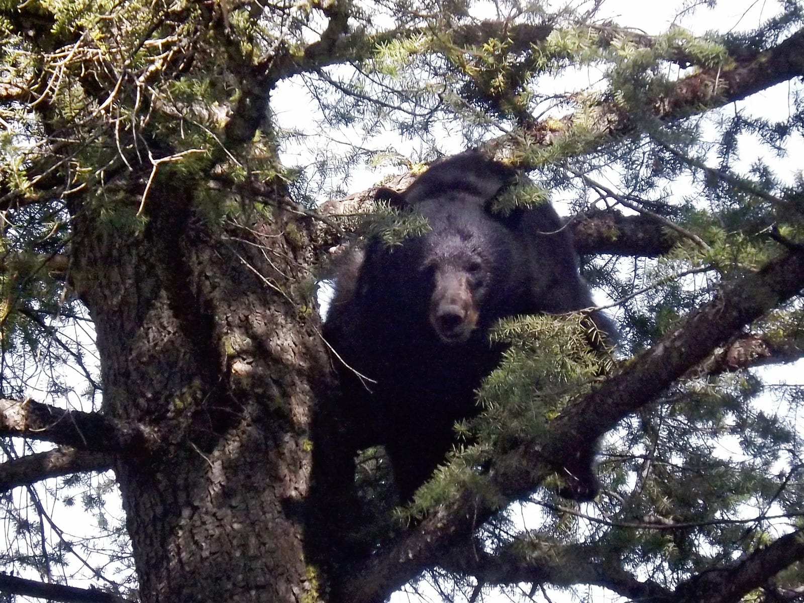 Looking Forward to Bear Season