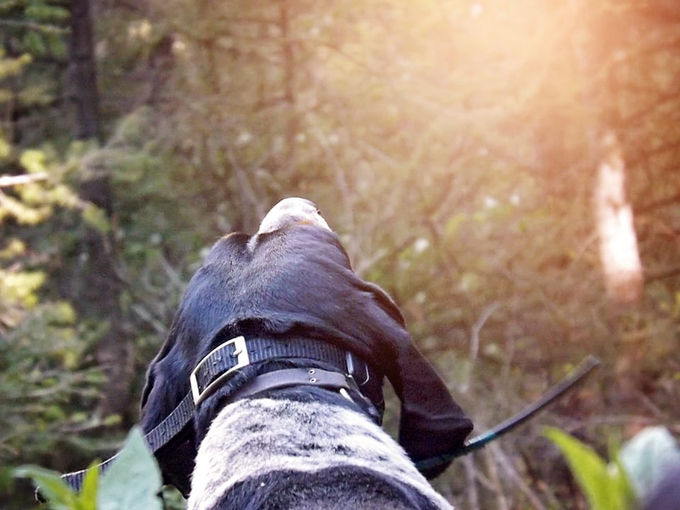 A dog wearing a collar looks up into a sunlit forest.