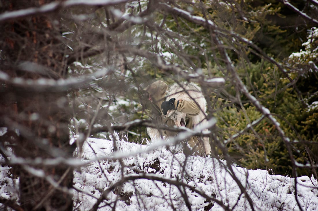 A wolf with a collar stands in a snowy, wooded environment, partially obscured by branches.