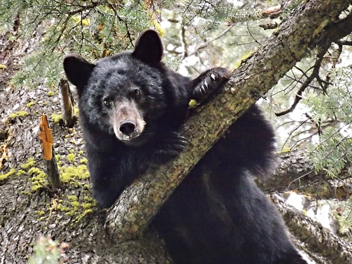 A black bear looks down from a tree.