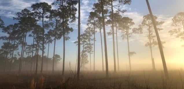 A misty field with tall pine trees at sunrise or sunset.