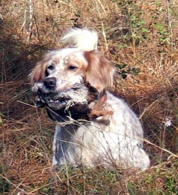 A hunting dog holds a harvested northern bobwhite quail in its mouth.