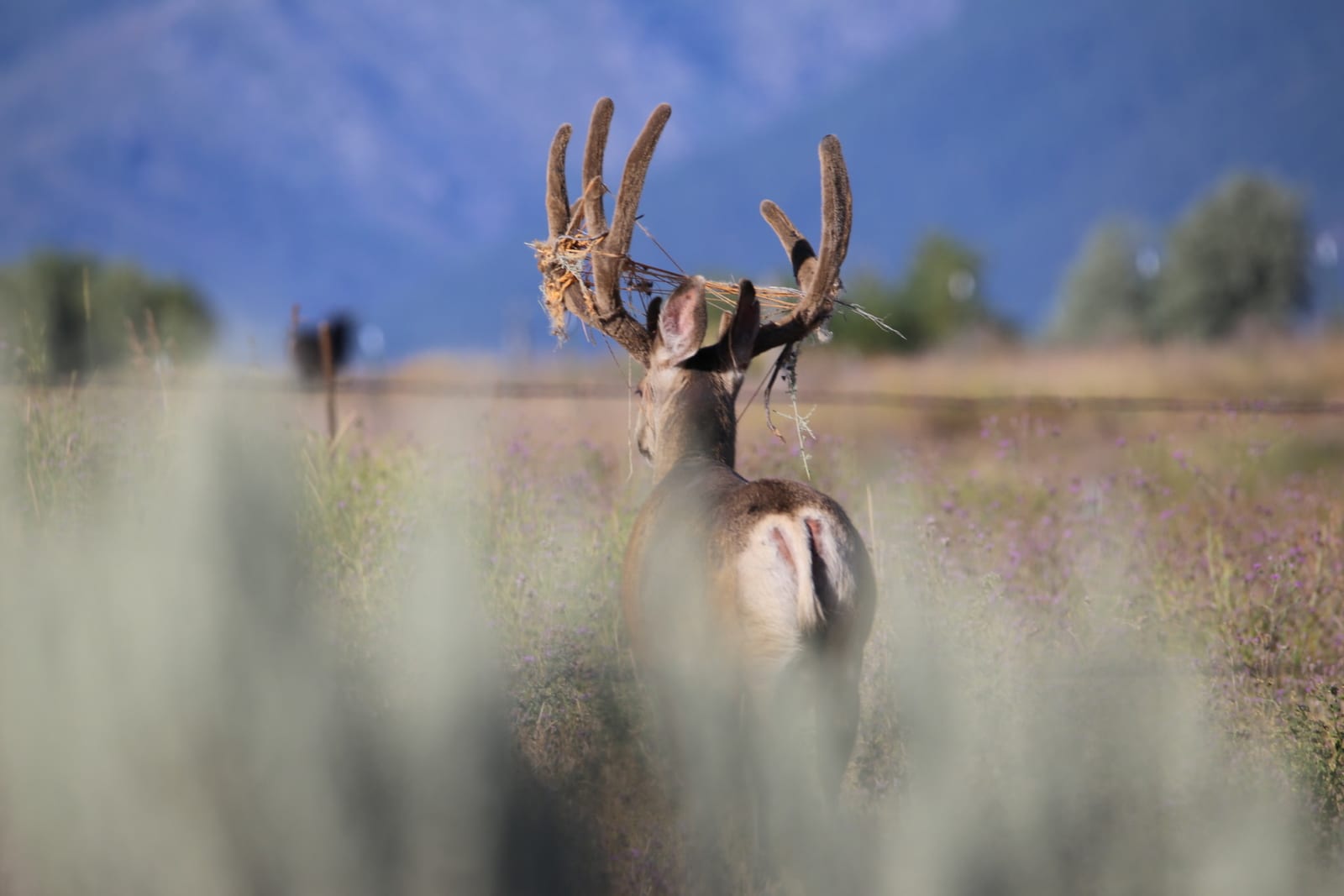 A mule deer buck with velvet antlers stands in a field, looking away from the camera.