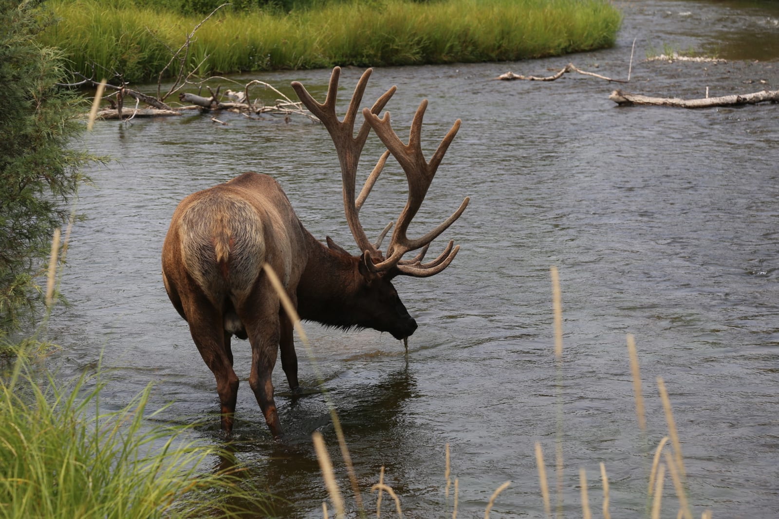 An elk stands in a river, drinking water.